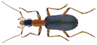 Drypta ruficollis