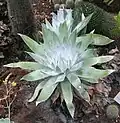 Dudleya anthonyi