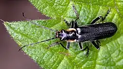 Cantharis obscura