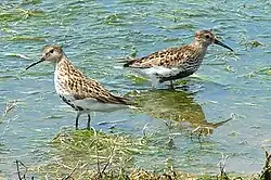 Bonte strandloper in zomerkleed