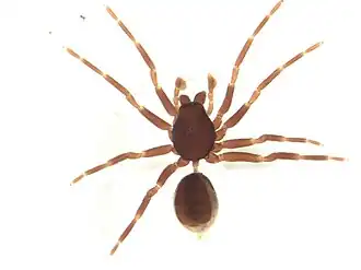 Orsolobidae