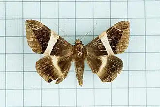 Ophiusa praetermissa