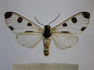 Dysschema boisduvalii