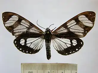 Dysschema hypoxantha