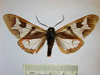 Dysschema leda