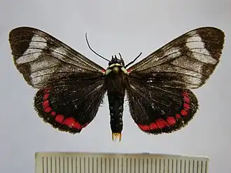 Dysschema leucophaea