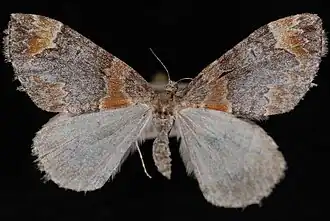 Dysstroma pseudimmanata