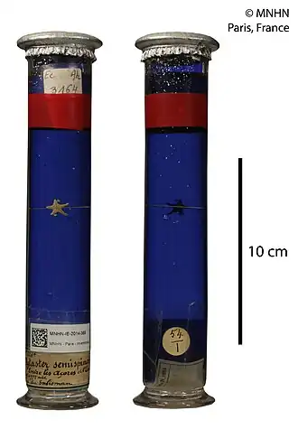 Dytaster semispinosus
