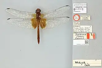 Dythemis maya