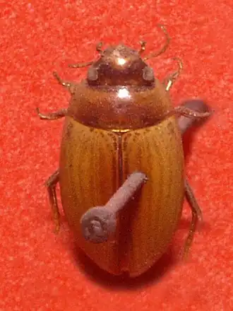 Agabus paludosus