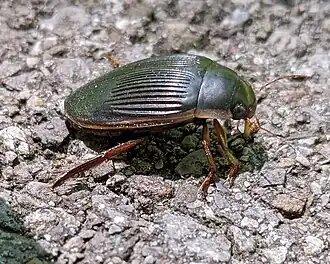 Dytiscus fasciventris