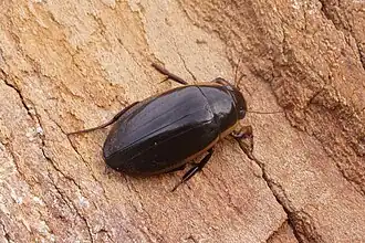 Zwartbuikgeelgerande waterkever