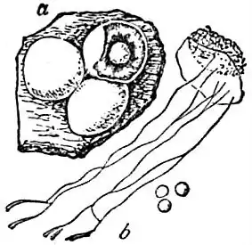 Versmolten kalkschaaltje