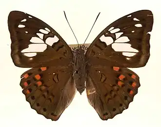 Euthalia malaccana