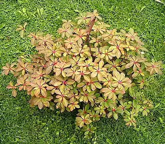 Euphorbia bongolavensis