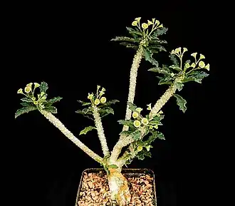 Euphorbia capmanambatoensis