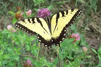 Papilio glaucus