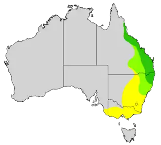 Groenstuitvliegenvanger
