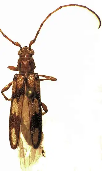 Didymocantha picta