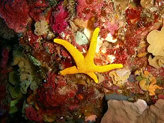 Echinaster glomeratus