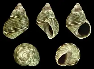 Echinolittorina aspera