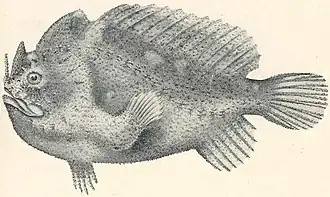 Echinophryne crassispina