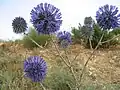 Echinops adenocaulos