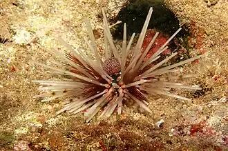 Echinothrix calamaris