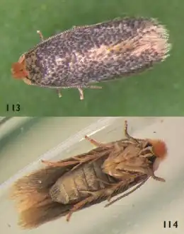 Ectoedemia alnifoliae