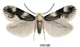 Ectoedemia coscoja