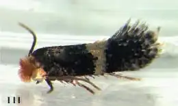 Ectoedemia heckfordi