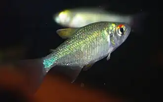 Ectrepopterus uruguayensis