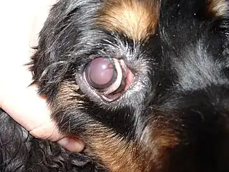 Ectropion bij een cockerspaniël