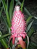 Ananas