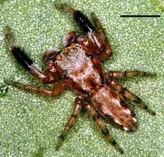 Marpissa sulcosa