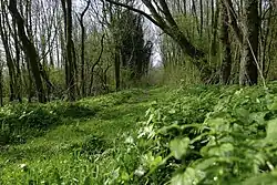 Wandelpad aan zuidwestzijde van de wierde