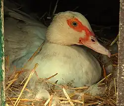 broedende muskuseend