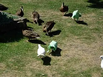 Het bruidskleed van Genoveva