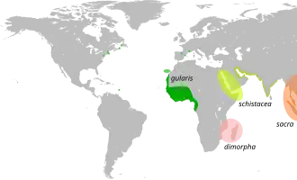 Westelijke rifreiger