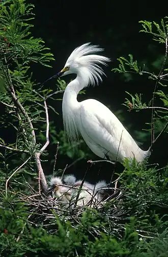 Amerikaanse kleine zilverreiger(Egretta thula)