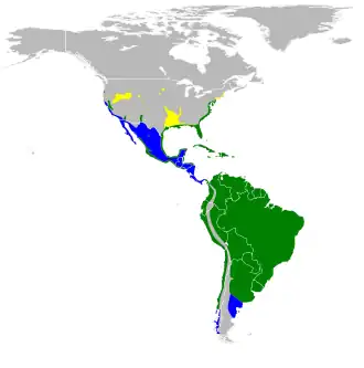 Amerikaanse kleine zilverreiger