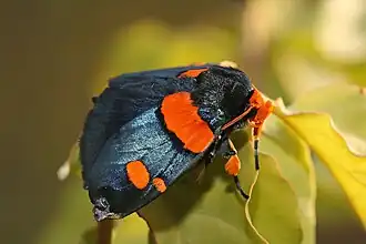 Egybolis vaillantina