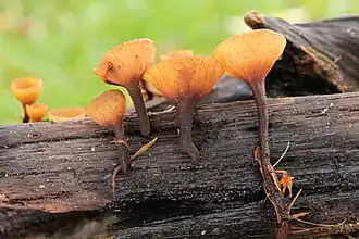 Eikentakstromakelkje