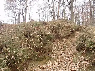 Eikelberg met heidegroei