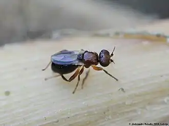 Elachiptera brevipennis