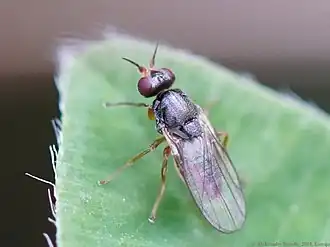 Elachiptera tuberculifera