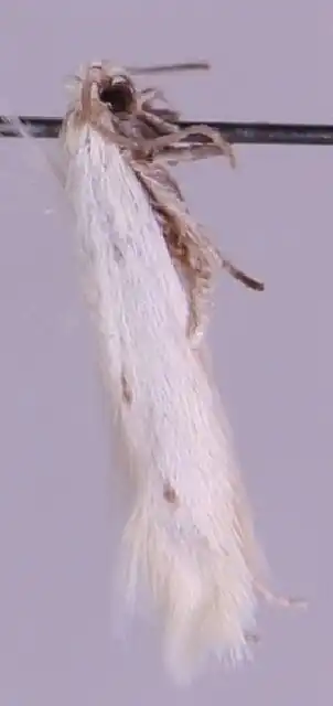 Schapengrasmineermot