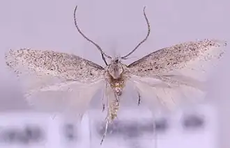 Elachista fuscibasella