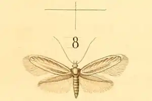 Elachista pollutella