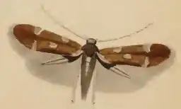 Elachista quadrella